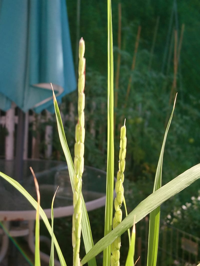 日本古来の調味料と微生物