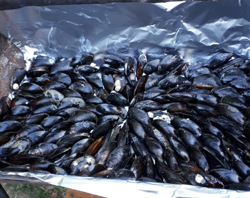 Eclades de moules de bouchots ( france)