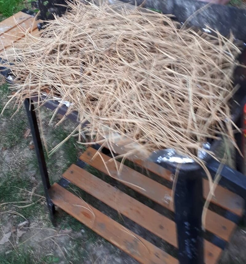 couvrir complètement avec épines de pins