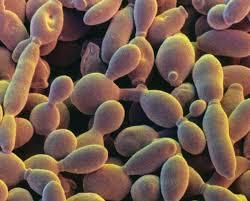 infección por hongos