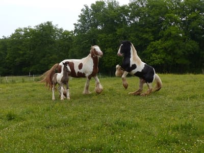 A propos de nos chevaux...  image