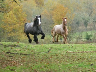 A propos de nos chevaux...  image