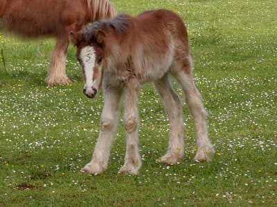 Mellow DC (vendue !)