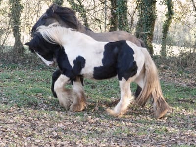 A propos de nos chevaux...  image