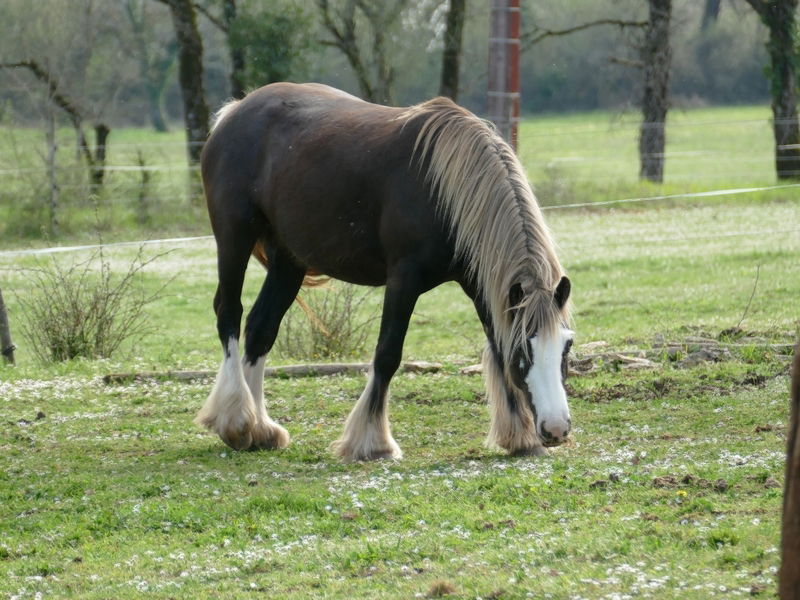 Graphite du Cluzelet