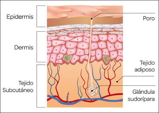 Anatomía de la piel