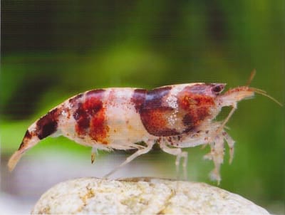 Ruggine - Rust spot desease