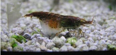 Infezioni micotiche