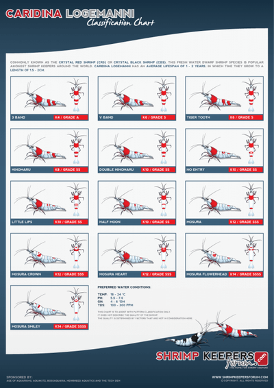 Classificazione e selezione del Pattern