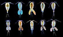 Copepodi