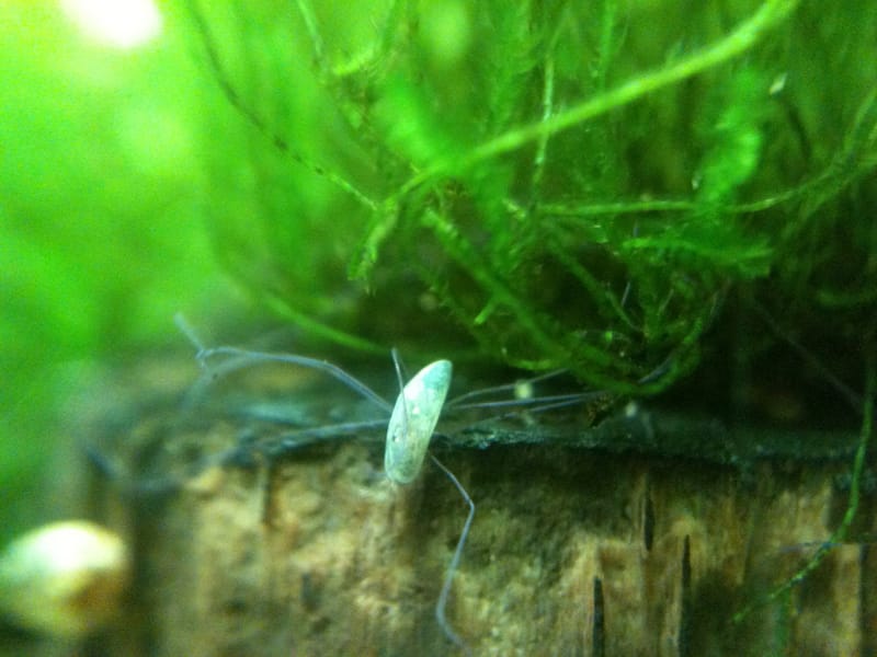 Ostracodi