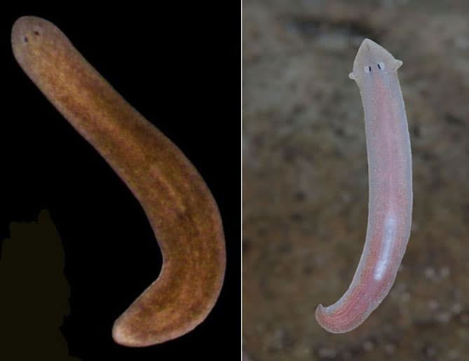 Planaria