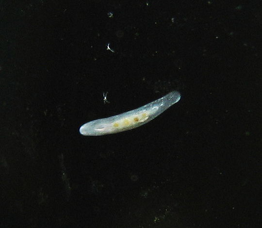 Rhabdocoeli