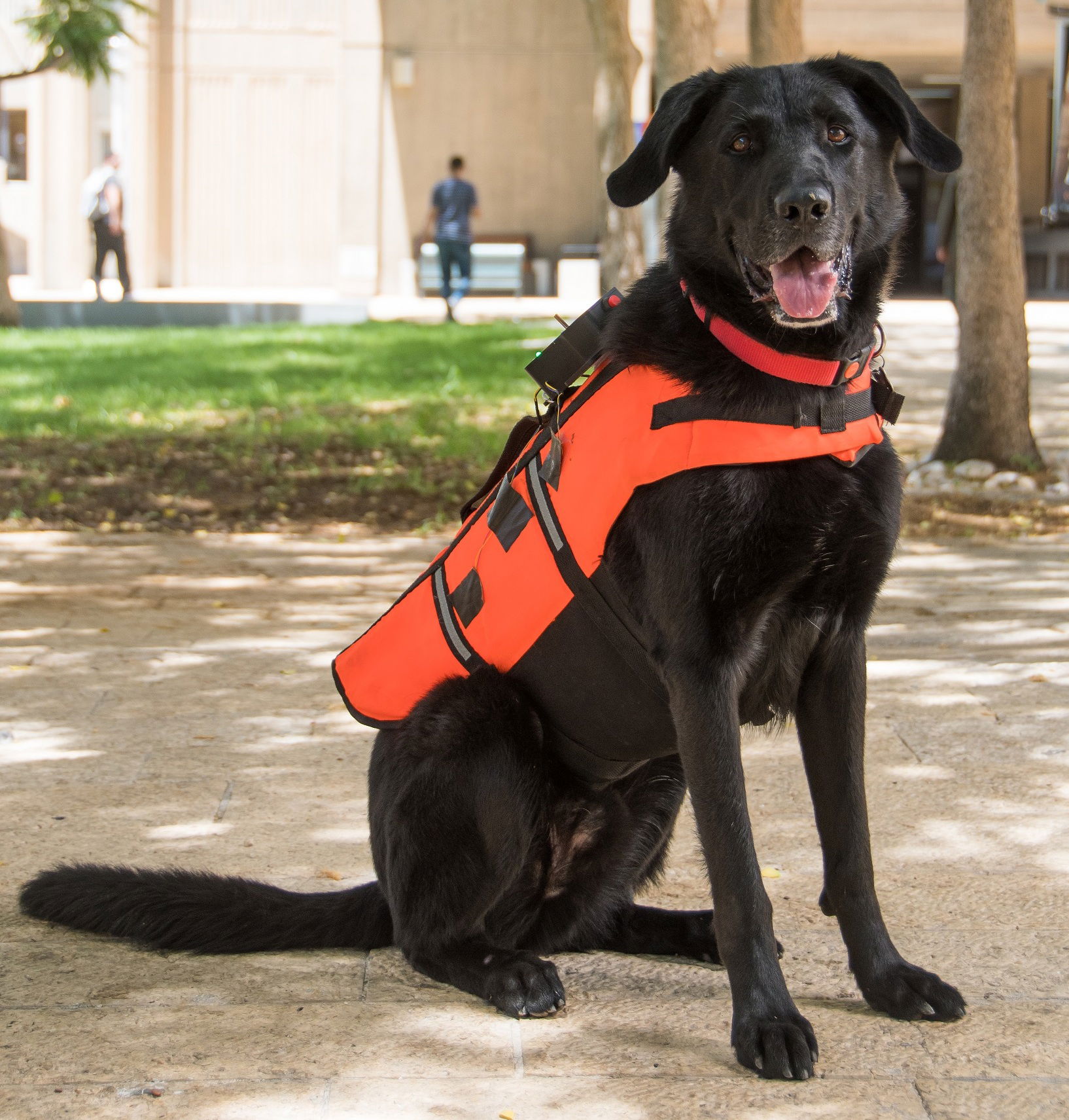 A Vibrotactile Vest for Remote Human-Dog Communication