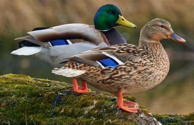 Lessons From The Pond