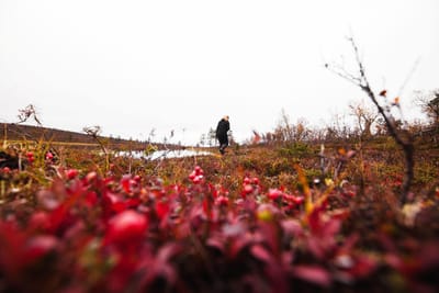 مش هاين عليا...!