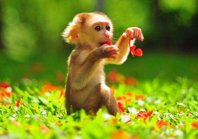 القرد وعجل البحر