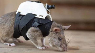 قرار من مؤتمر الفئران