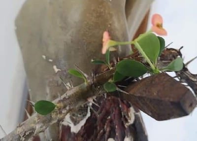 عاجل!! أعجوبة في إيطاليا - - ظهور أوراق خضراء وزهور على إكليل الشوك الجافّ الموضوع عند قدمي المصلوب