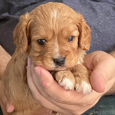 Adoption Process image