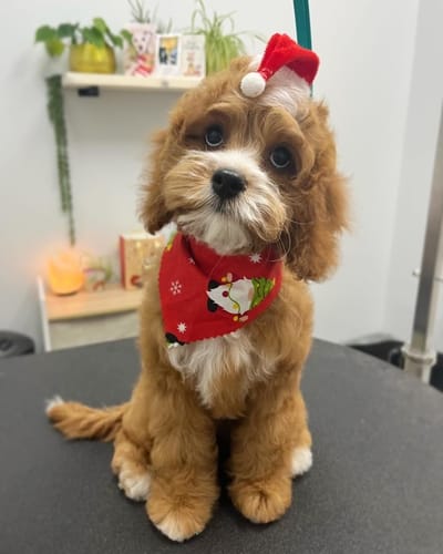 Why adopt a cavapoo image