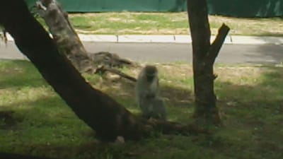 KGABO SAFARI