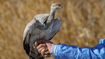 ظهر مرتين خلال ١٠٠ عام! العثور على طائر نادر شرقي تركيا
