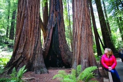 شجرة كاليفورنيا