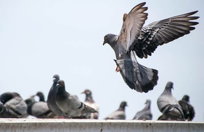 العودة للوطن الحقيقي