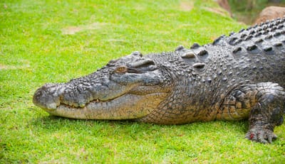 الصبي والتمساح