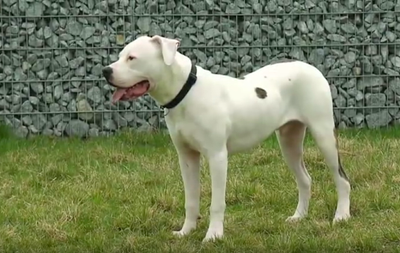 الكلب ودرس التواضع