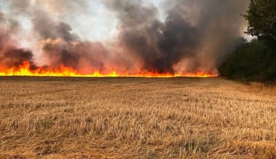 حنان دجاجة...