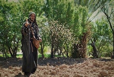 دَعُوهُمَا يَنْمُوَانِ مَعًا حَتَّى الحِصَاد