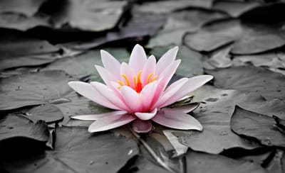 صبحية مع الرب