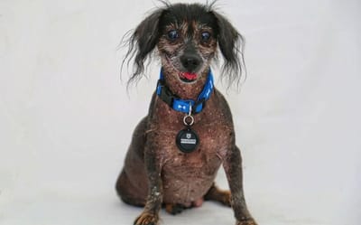 ١٠ أيام مع الكلاب أنقذته من الموت المحتّم !