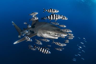 حواجز وهميّة