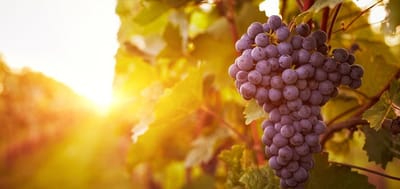 ما في مطرح للغصن اليابس!