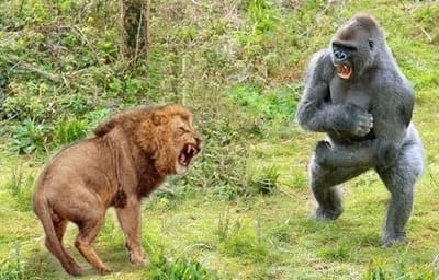 غوريلّا بين أنياب الأسد