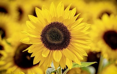 صبحية مع الرب