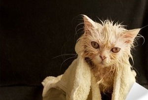 فلّاح وقطّة صغيرة