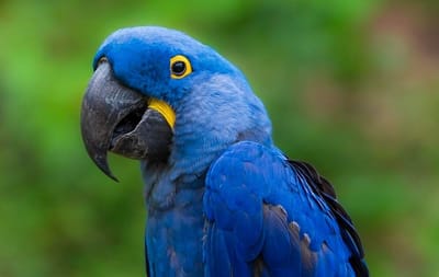 طائر الزرقا