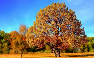 صبحية مع الرب