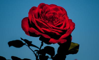 صبحية مع الربّ