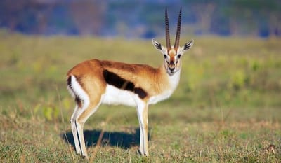 يا همّ عندي ربّ كبير!