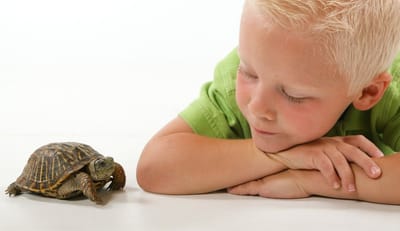 الطفل والسلحفاة