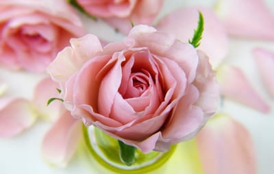 صبحية مع الرب