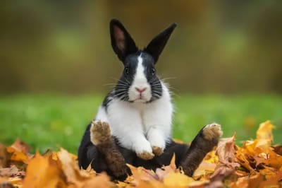 بإنتظار إنتحار الأرنب!