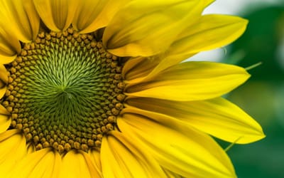 صبحية مع الرب