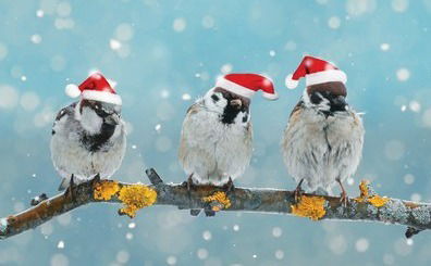 العصفورة - الأب جان عقيقي