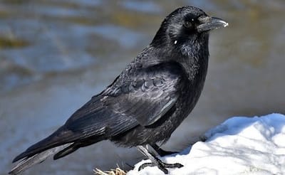 هل تريد أن تكون غراباً ؟